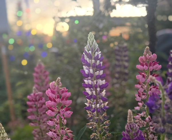 Lupinen2